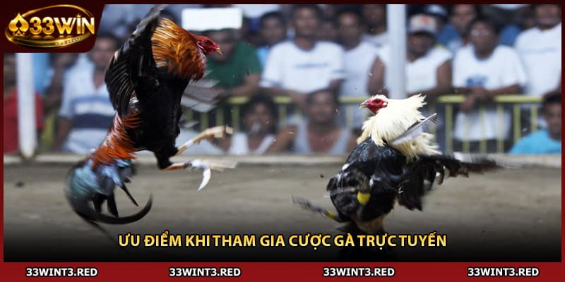 Đá Gà Online - Bí Quyết Chiến Thắng Từ Cao Thủ 2 Ưu điểm khi tham gia cược gà trực tuyến